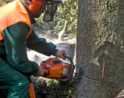 TREE REMOVAL