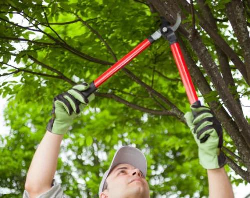 TREE TRIMMING AND PRUNING