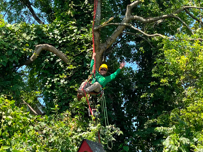 arborist trimming a tree