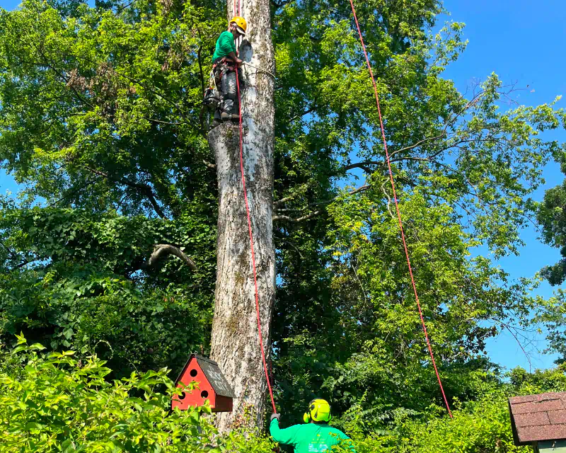 arborists working on a tree removal