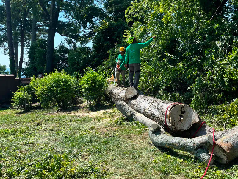 newly removed tree