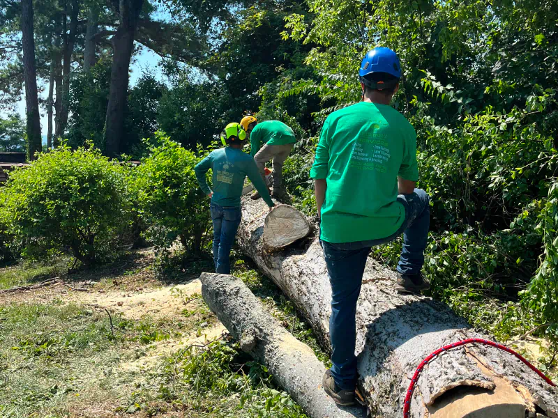 tree removal in a private property